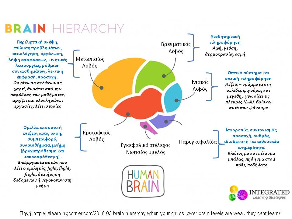 Εγκεφαλική Ιεραρχία: Όταν τα κατώτερα επίπεδα του εγκεφάλου του παιδιού σας είναι δυσλειτουργικά, επηρεάζεται η μάθηση.